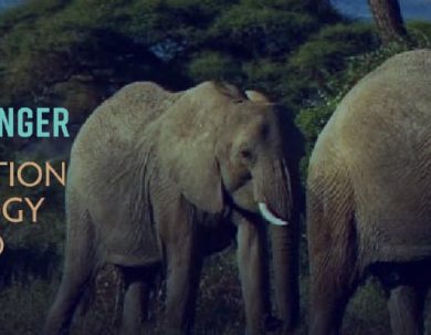 PREMIO A LA TECNOLOGÍA DE LA CONSERVACIÓN- EARTHRANGER