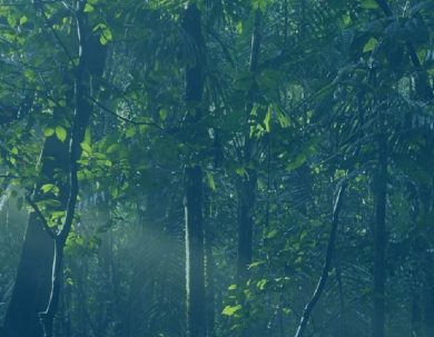 CONVOCATORIA - SUBVENCIÓN PARA PROYECTOS DE REFORESTACIÓN EFN