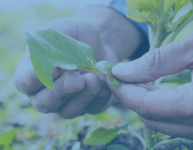 CONVOCATORIA FINANCIAMIENTO SEMILLA PARA AGRICULTURA SALUDABLE 2023