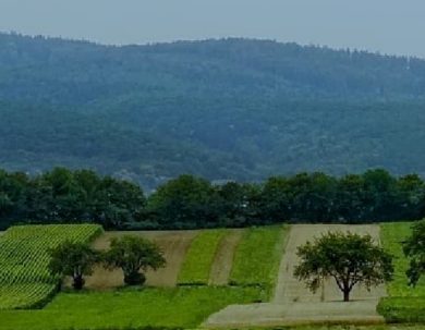 CONVOCATORIA ABIERTA PARA EL FINANCIAMIENTO DE PROYECTOS DEL FONDO PARA LA INVESTIGACIÓN EN AGROBIODIVERSIDAD, SEMILLAS Y AGRICULTURA SUSTENTABLE (FIASA) 2024