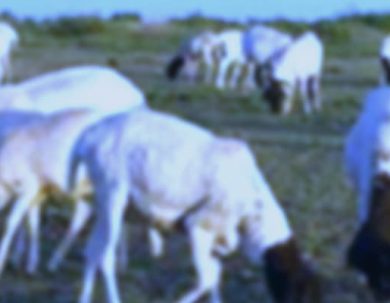 CONVOCATORIA CURSO GESTIÓN SOSTENIBLE DE LOS RECURSOS NATURALES